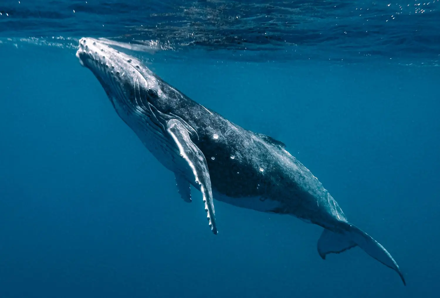 Asfixia por plástico en el mar: un grave problema para las ballenas - Cómo afecta el microplástico a las ballenas asfixia por plastico en el mar ballena - Cómo afecta el microplástico a las ballenas
