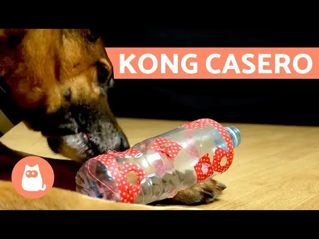 botellas de plastico con agujeros parj comida para perros - Cómo canalizar la energía de mi perro
