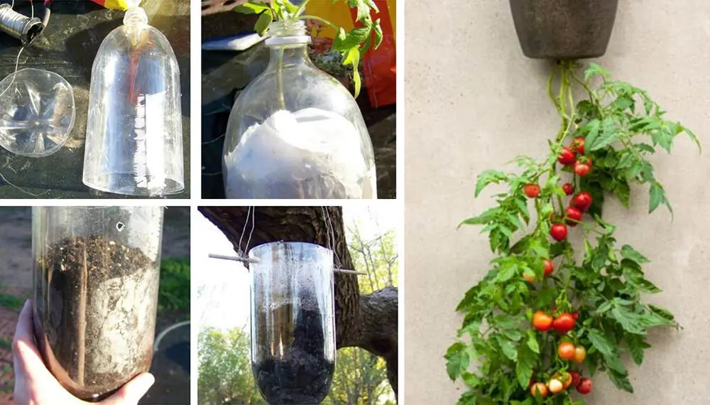 Tomates en botellas de plástico: una alternativa sostenible - Cómo cultivar tomates en una maceta tomates en botellas de plastico - Cómo cultivar tomates en una maceta