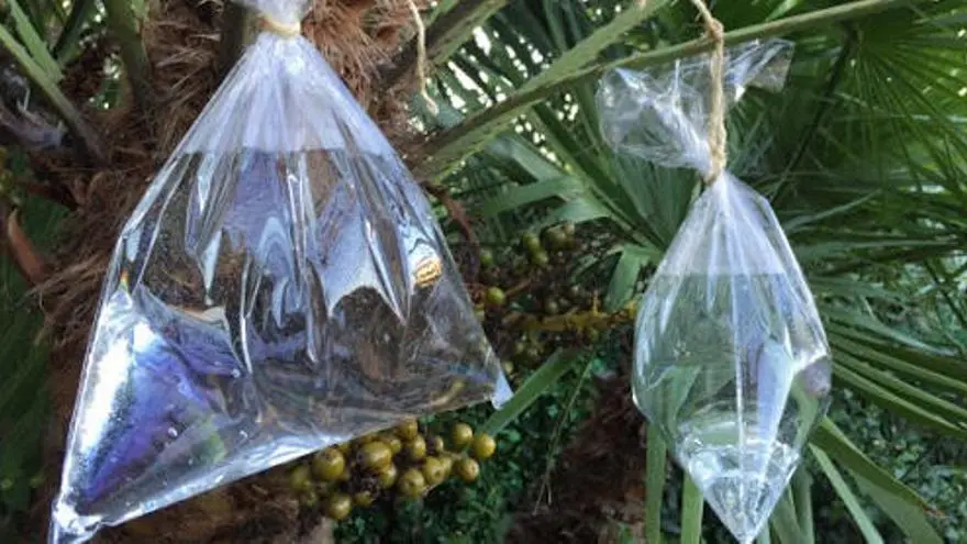 bolsa de plastico y agua para mosquitos - Cómo eliminar mosquitos pequeños en casa
