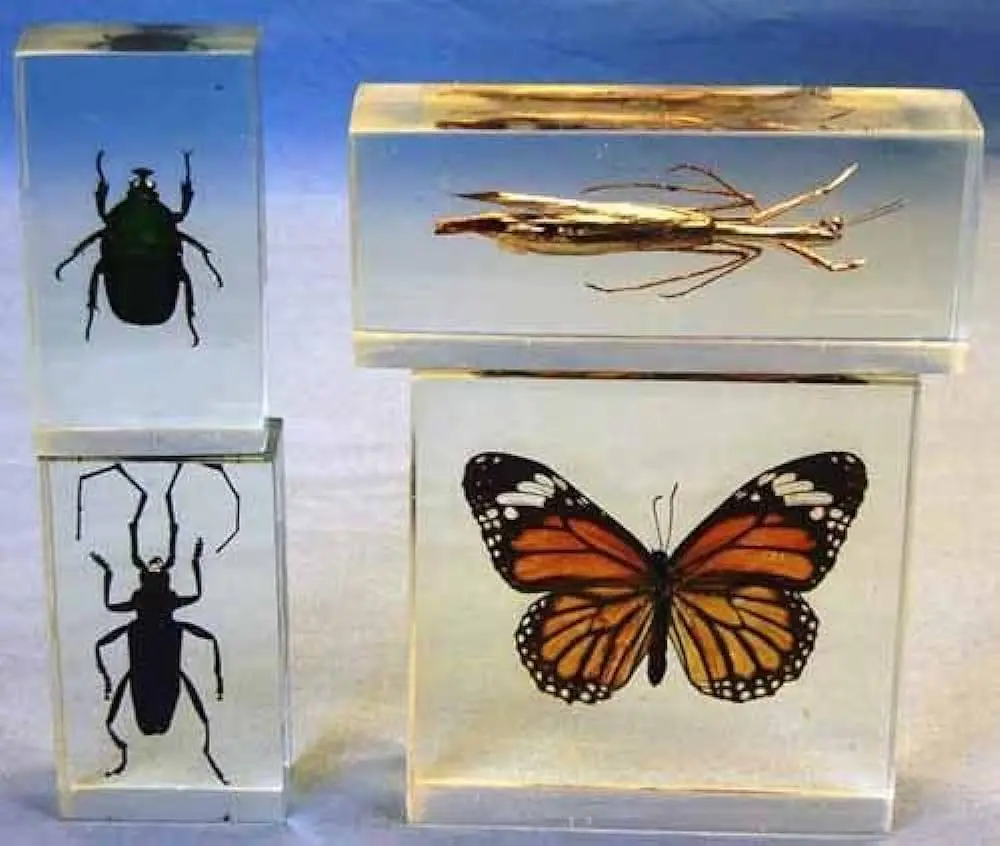colocar insectos en acrilico - Cómo fijar un insecto