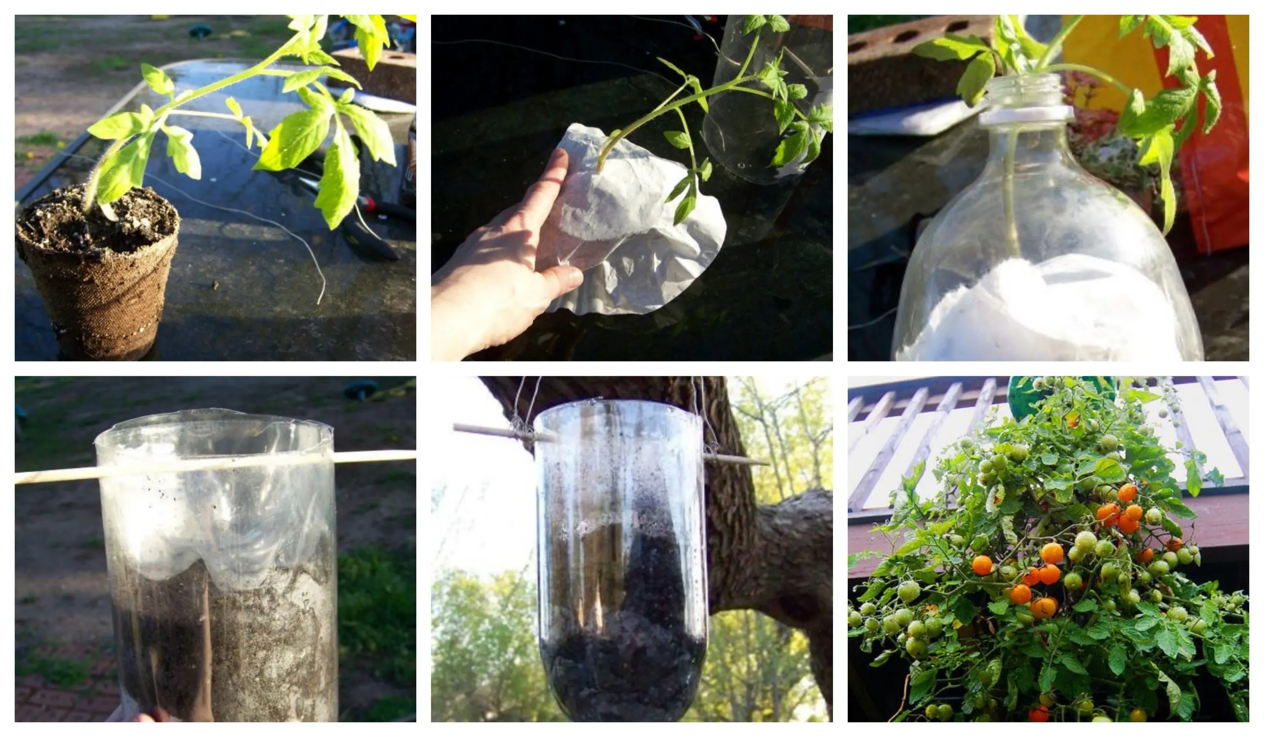 Cultivar tomates cherry en botellas de plástico - Cómo hacer crecer una planta de tomates cherry cultivar tomates cherry en botellas de plastico - Cómo hacer crecer una planta de tomates cherry