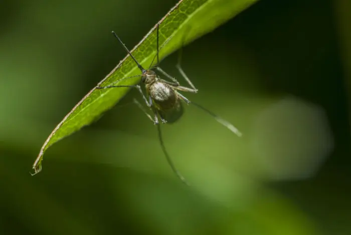 atrapa mosquitos con botella de plastico - Cómo hacer trampas para mosquitos