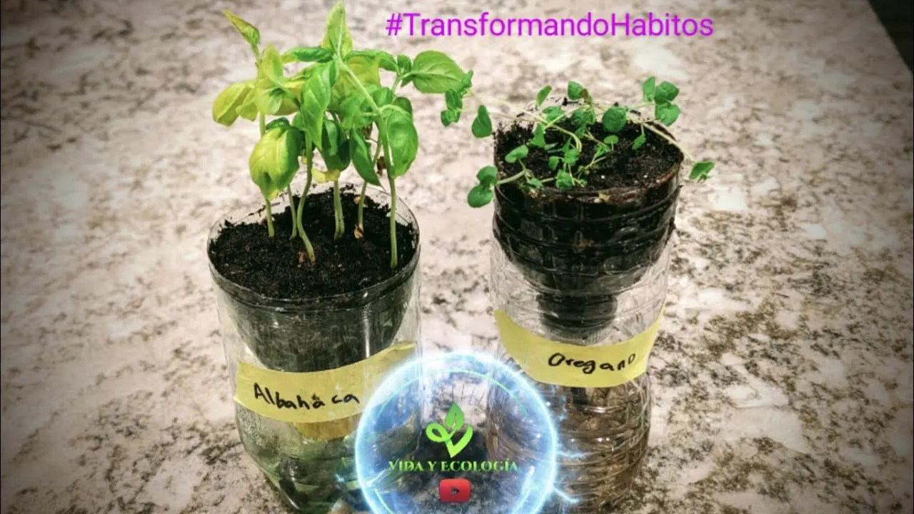 Germinación en botella de plástico - Cómo hacer un germinado en botella germinacion en botella de plastico - Cómo hacer un germinado en botella