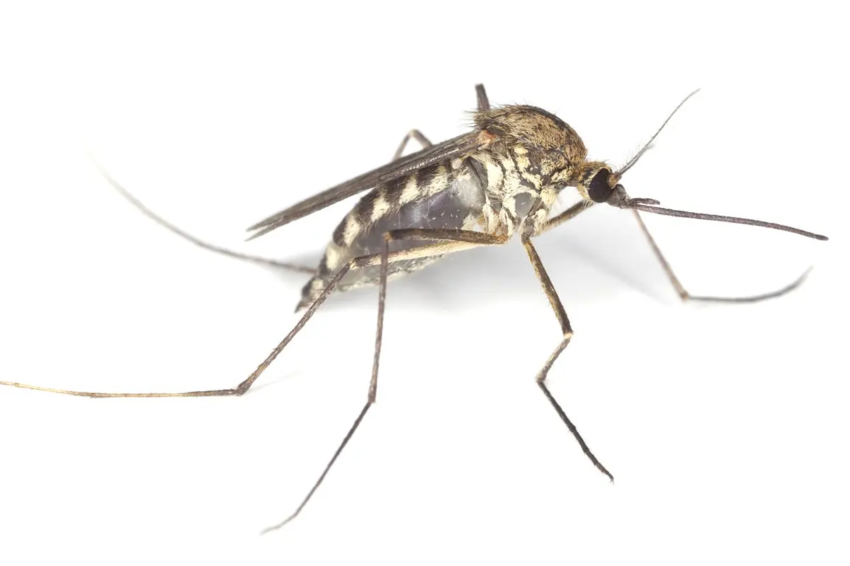 atrapa mosquitos con botella de plastico - Cómo hacer un insecticida para mosquitos casero