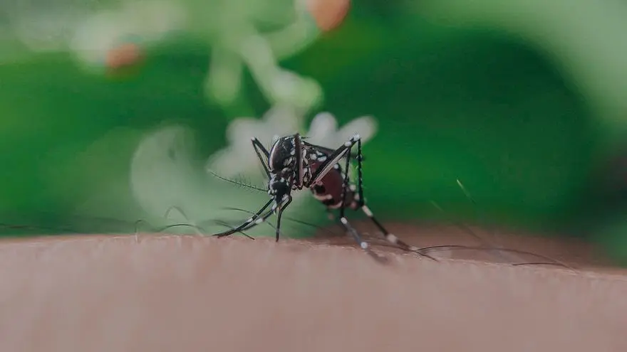 atrapa mosquitos con botella de plastico - Cómo hacer una trampa casera para mosquitos