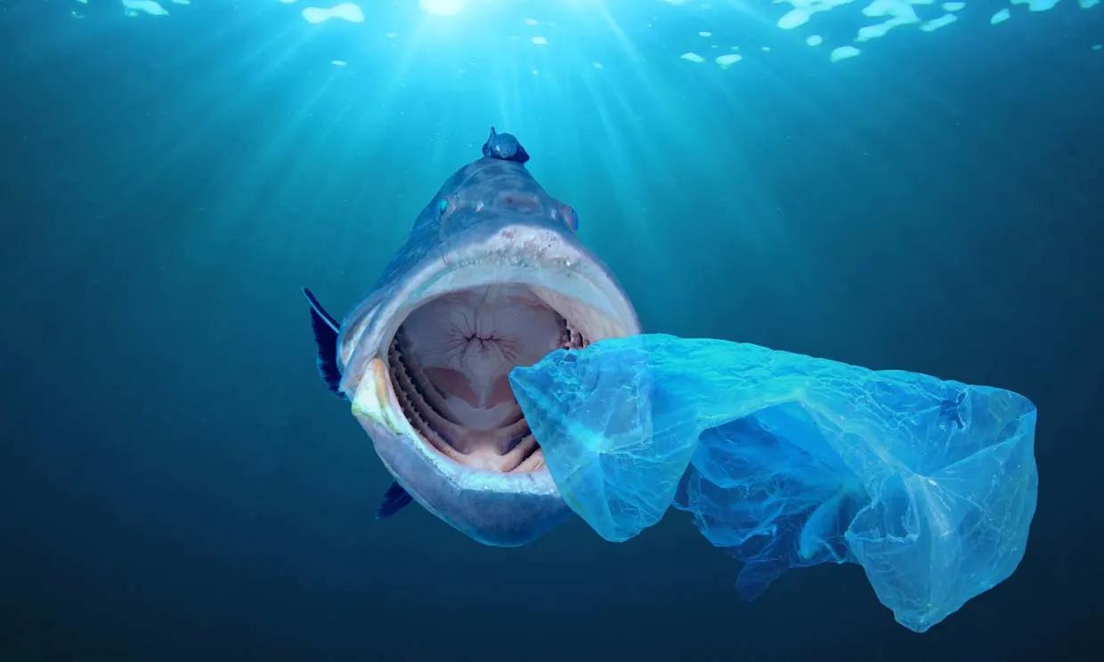 peces con plastico - Cómo llegan los microplásticos a los animales