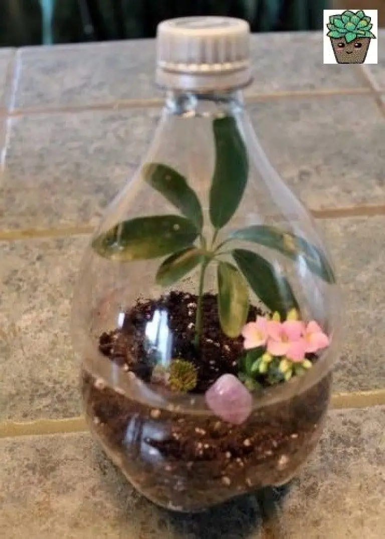 terrario de plantas en botella de plastico - Cómo mantener vivo un terrario