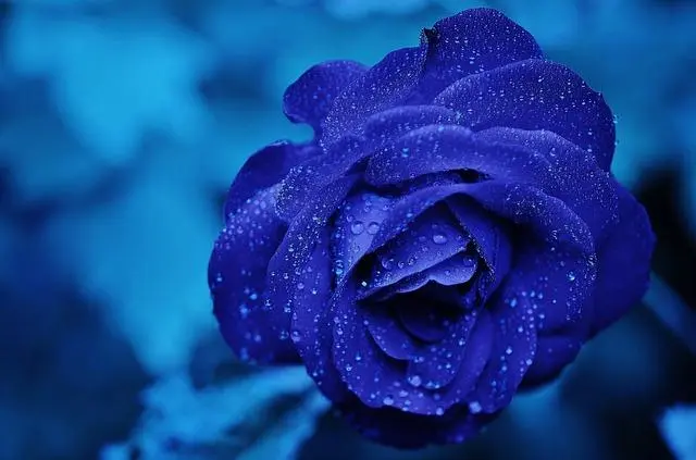 Cómo pintar rosas en acrílico - Cómo pintar flores naturales de color azul como pintar rosas en acrilico - Cómo pintar flores naturales de color azul