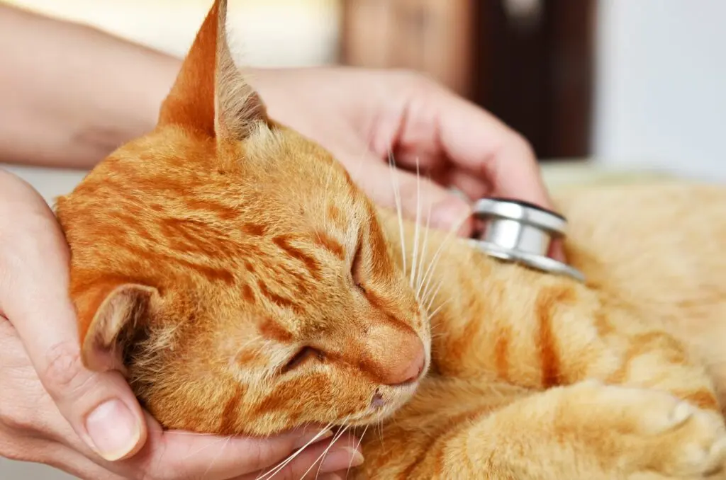 gato come plastico - Cómo saber si mi gato tiene una obstrucción intestinal