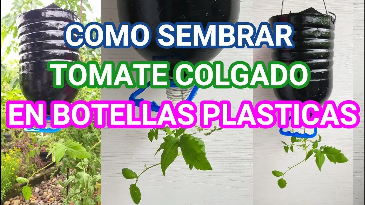 Tomates en botellas de plástico: una alternativa sostenible - Cómo se cultiva el tomate paso a paso tomates en botellas de plastico - Cómo se cultiva el tomate paso a paso