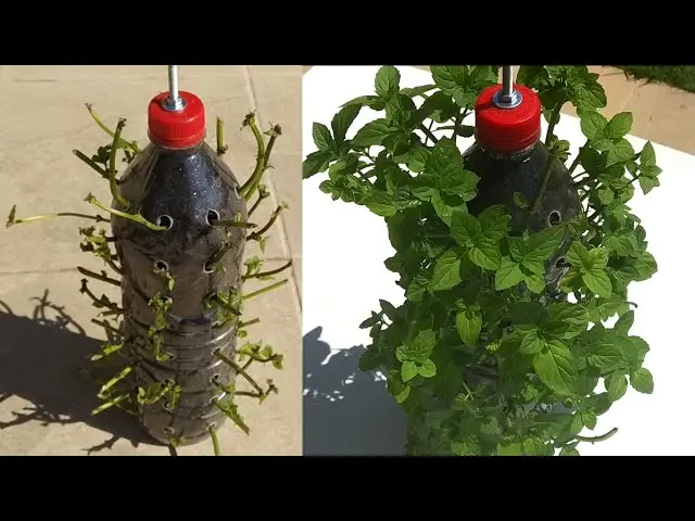 Cómo cultivar en botellas de plástico - Cómo se germinan semillas en una botella de plástico como cultivar en botellas de plastico - Cómo se germinan semillas en una botella de plástico