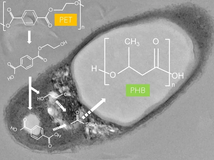 Bacteria que degrada el plástico: un avance en la lucha contra la contaminación - Cómo se llama el hongo que degrada el plástico bacteria que degrada el plastico - Cómo se llama el hongo que degrada el plástico