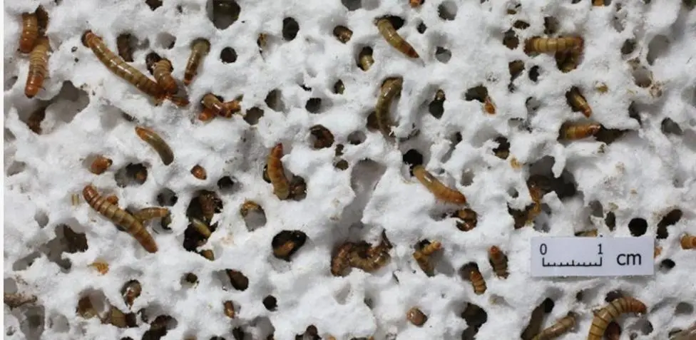 hongos descomponedores de plastico - Cómo se llama la bacteria que puede descomponer el plástico