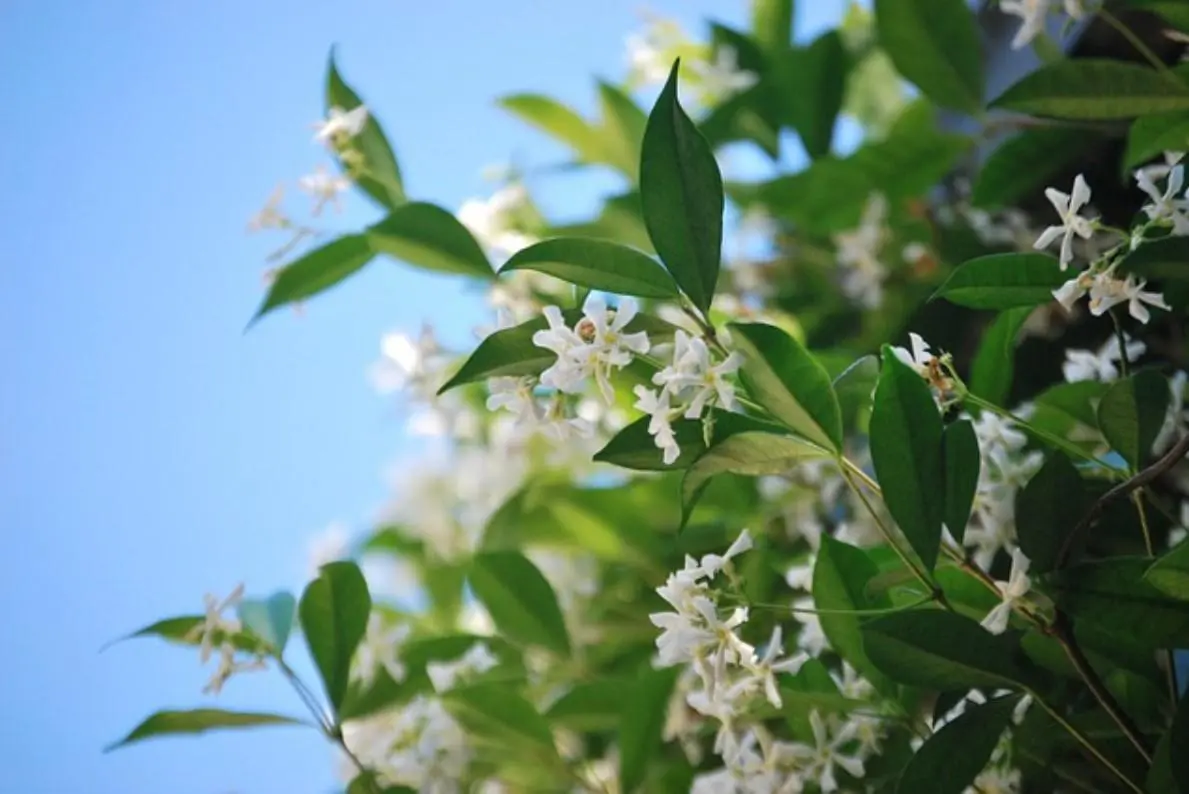 flores de jazmin para dibujar en madera acrilico - Cómo se llama la planta de jazmín