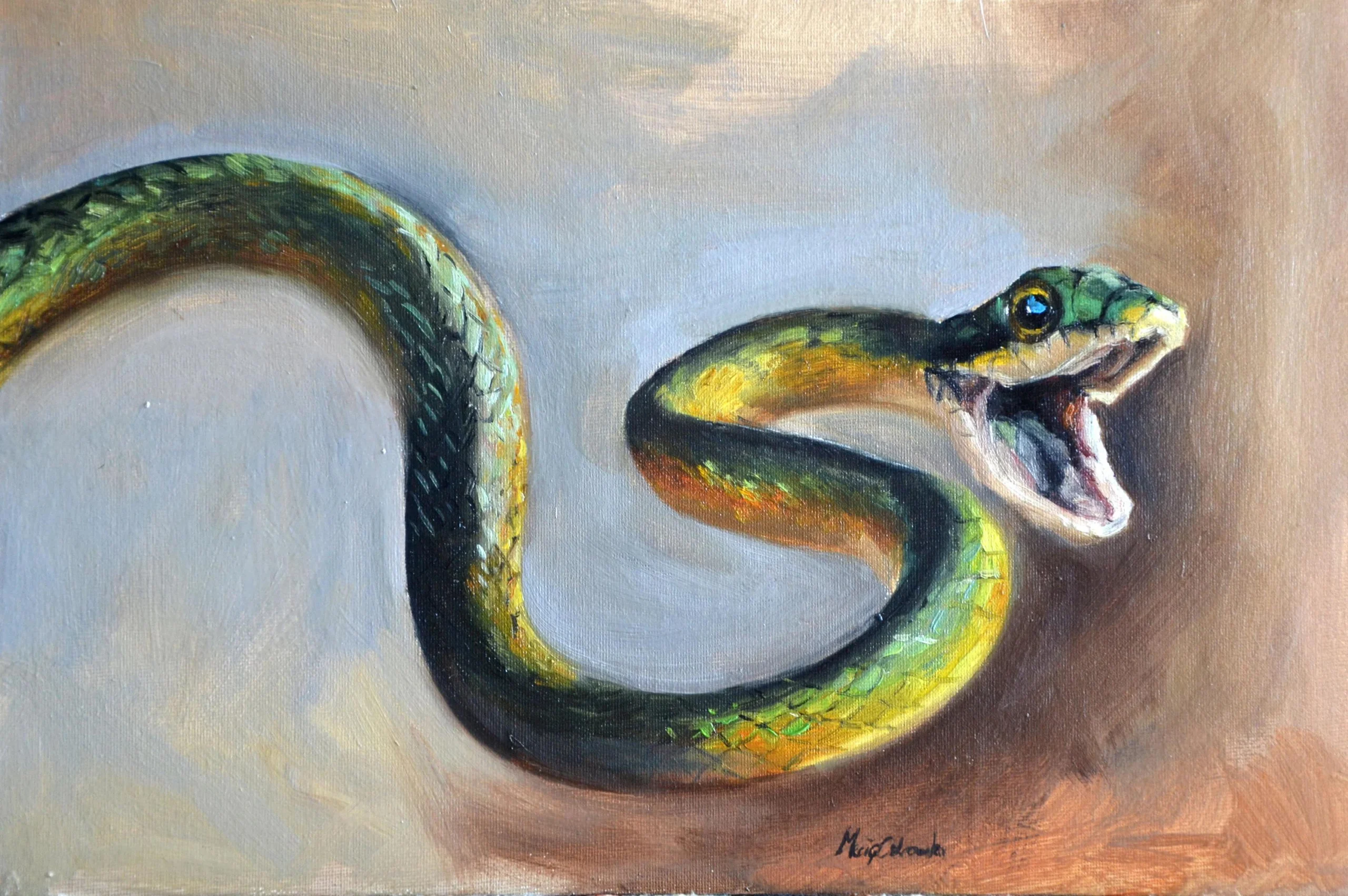 viboras pintadas en acrilico - Cómo se llama la serpiente negra con rayas amarillas