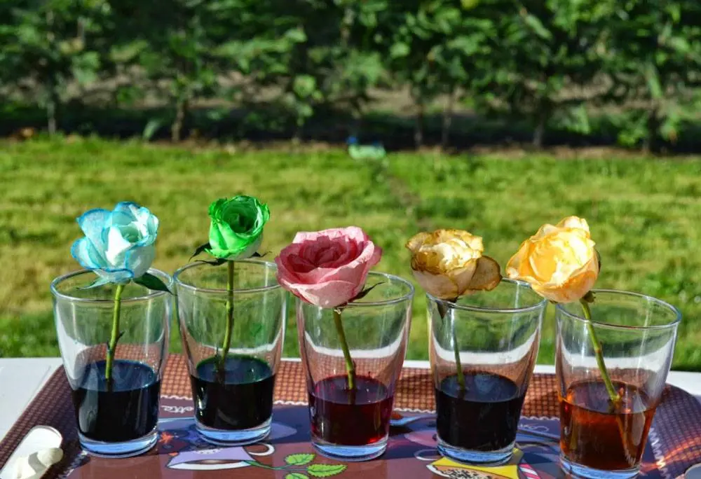Cómo pintar rosas en acrílico - Cómo teñir una rosa blanca como pintar rosas en acrilico - Cómo teñir una rosa blanca