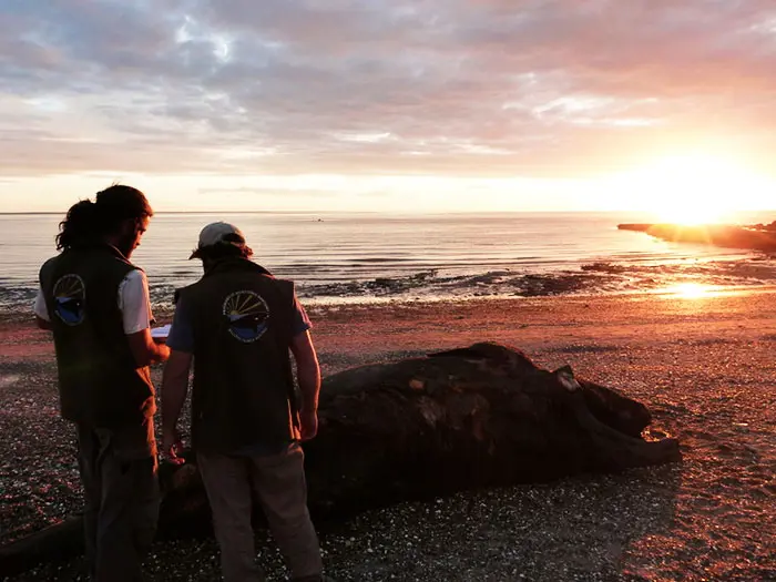 ballena llena de plastico - Cuál es la causa de la muerte de las ballenas que quedan varadas en la playa
