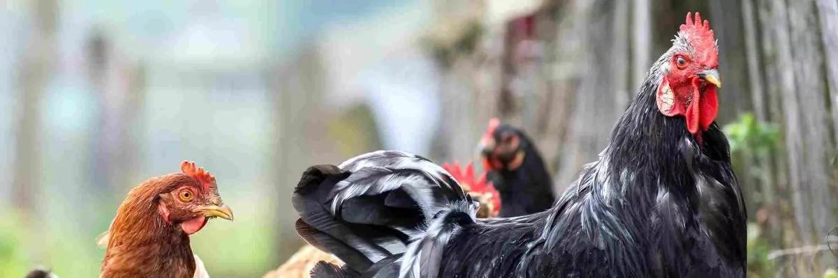 gallo de plastico - Cuál es la diferencia entre un gallo y un pollo