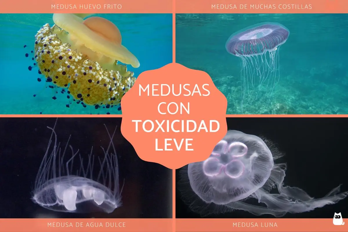 medusas de plastico - Cuáles son las medusas que no pican