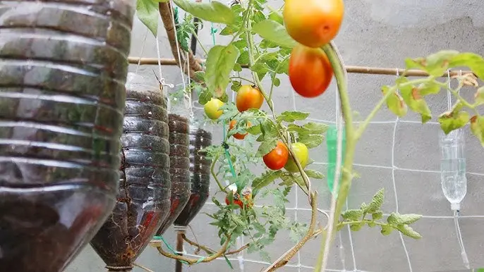 Tomates en botellas de plástico: una alternativa sostenible - Cuándo se deben plantar los tomates tomates en botellas de plastico - Cuándo se deben plantar los tomates