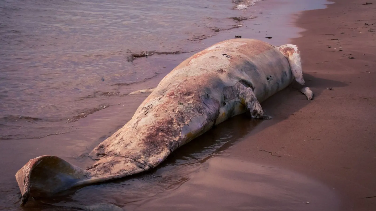 cuantas ballenas mueren al año por plastico - Cuántas ballenas mueren cada año
