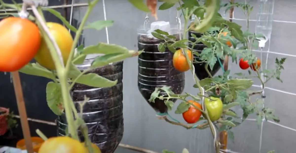 Cultivar tomates cherry en botellas de plástico - Cuántas veces al día se riega el tomate cherry cultivar tomates cherry en botellas de plastico - Cuántas veces al día se riega el tomate cherry