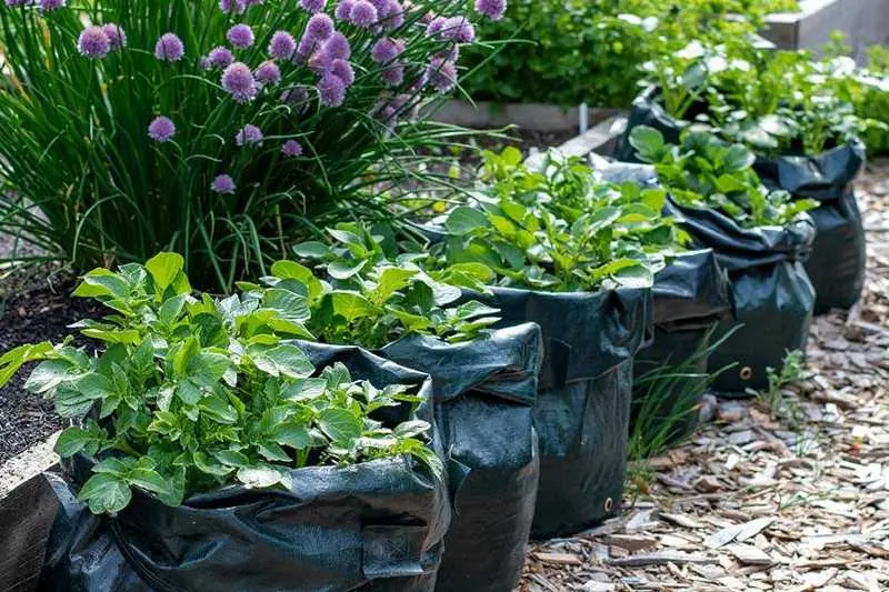 plantar en bolsas de plastico - Cuánto dura una bolsa de vivero