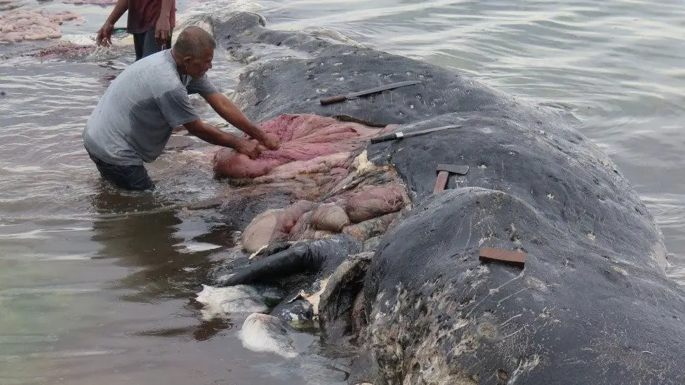 ballena con plastico en el estomago - Cuánto mide el intestino grueso de una ballena