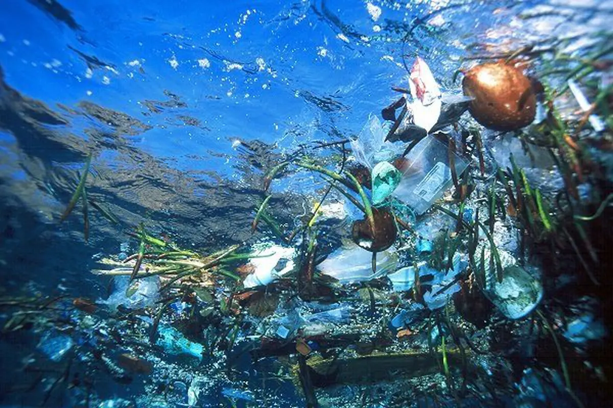 mas plastico que peces - Cuánto plástico comen los peces