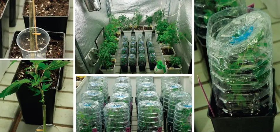 esquejes en botellas de plastico - Cuánto tiempo deben estar los esquejes en agua