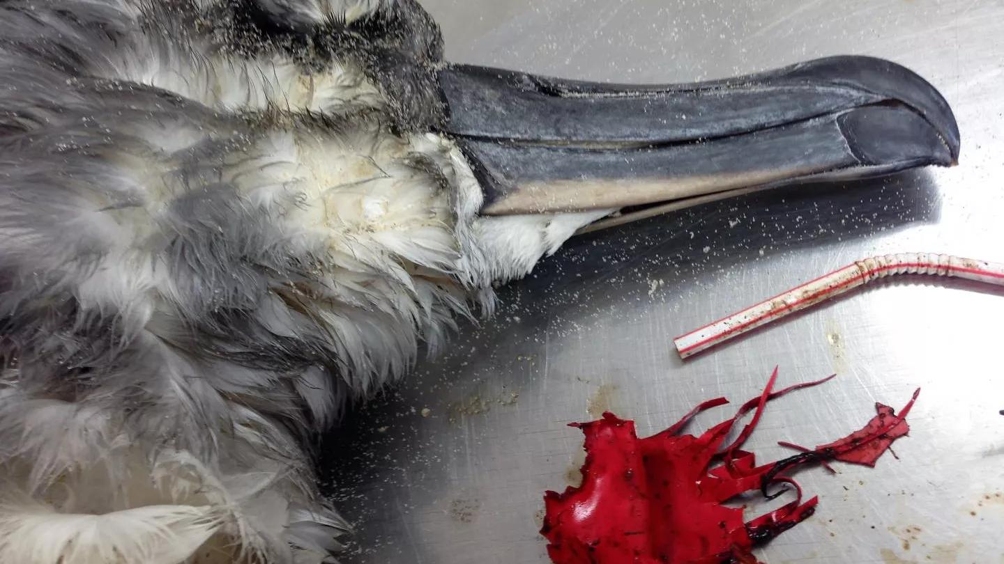Aves muertas por plástico: un problema ambiental creciente - Cuántos peces mueren al año por el plástico aves muertas por plastico - Cuántos peces mueren al año por el plástico