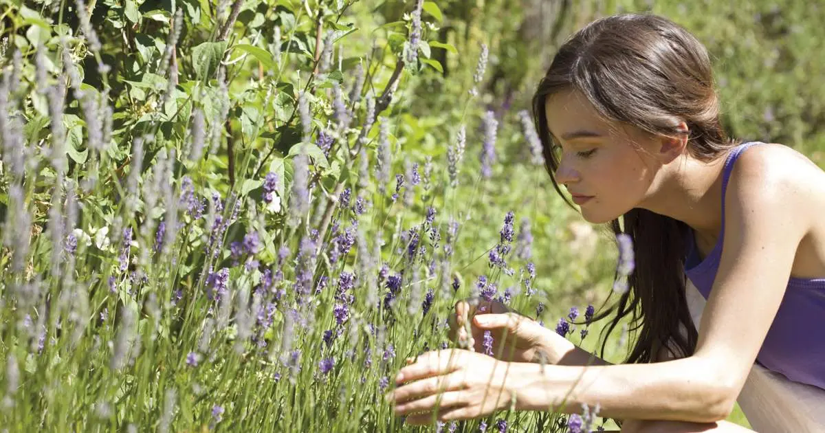 lavanda de plastico - Dónde colocar la planta de lavanda