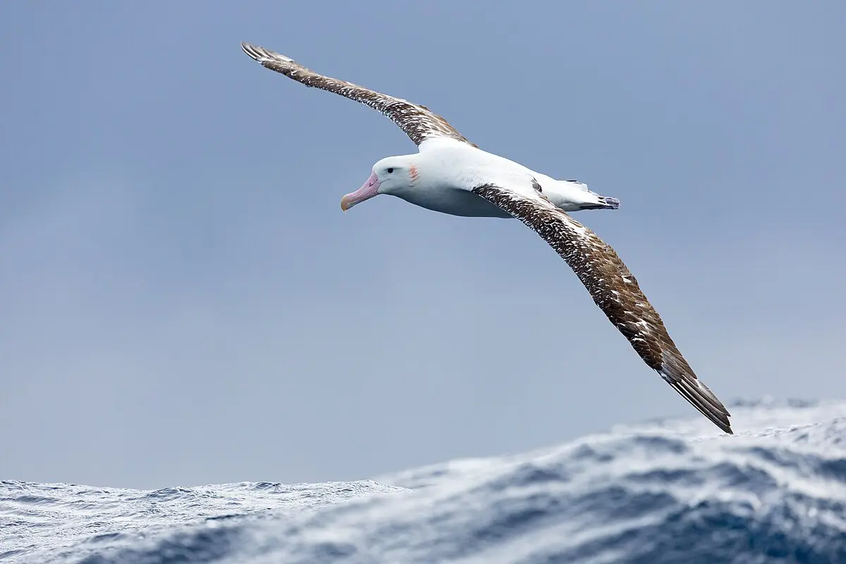 albatros plastico - Dónde se encuentran los albatros