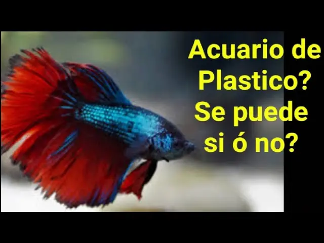 ¿Se puede tener un pez en una pecera de plástico? - Es el plástico seguro para los peces se puede tener un pez en una pecera de plastico - Es el plástico seguro para los peces