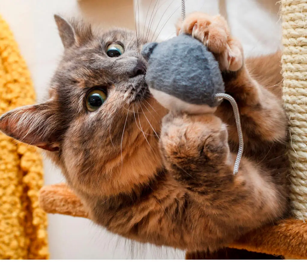 porque los gatos muerden plastico - Por qué los gatos muerden las cosas