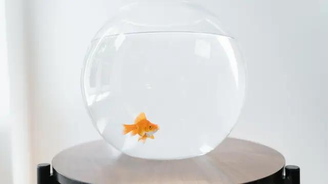 ¿Se puede tener un pez en una pecera de plástico? - Pueden los peces vivir en un recipiente de plástico se puede tener un pez en una pecera de plastico - Pueden los peces vivir en un recipiente de plástico