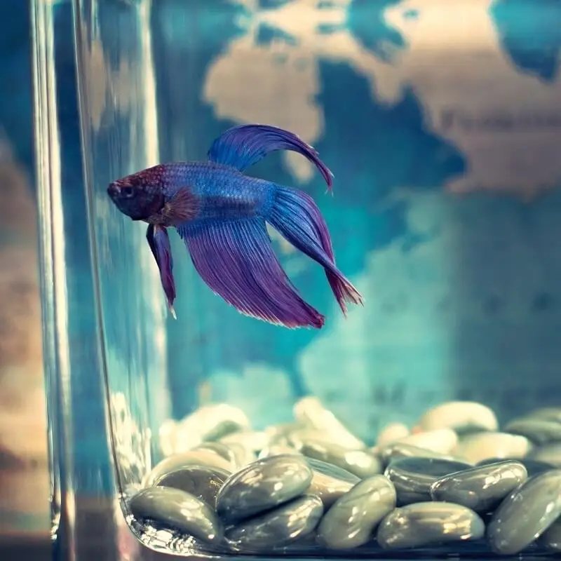 como hacer un acuario de acrilico - Puedes hacer un acuario con acrílico