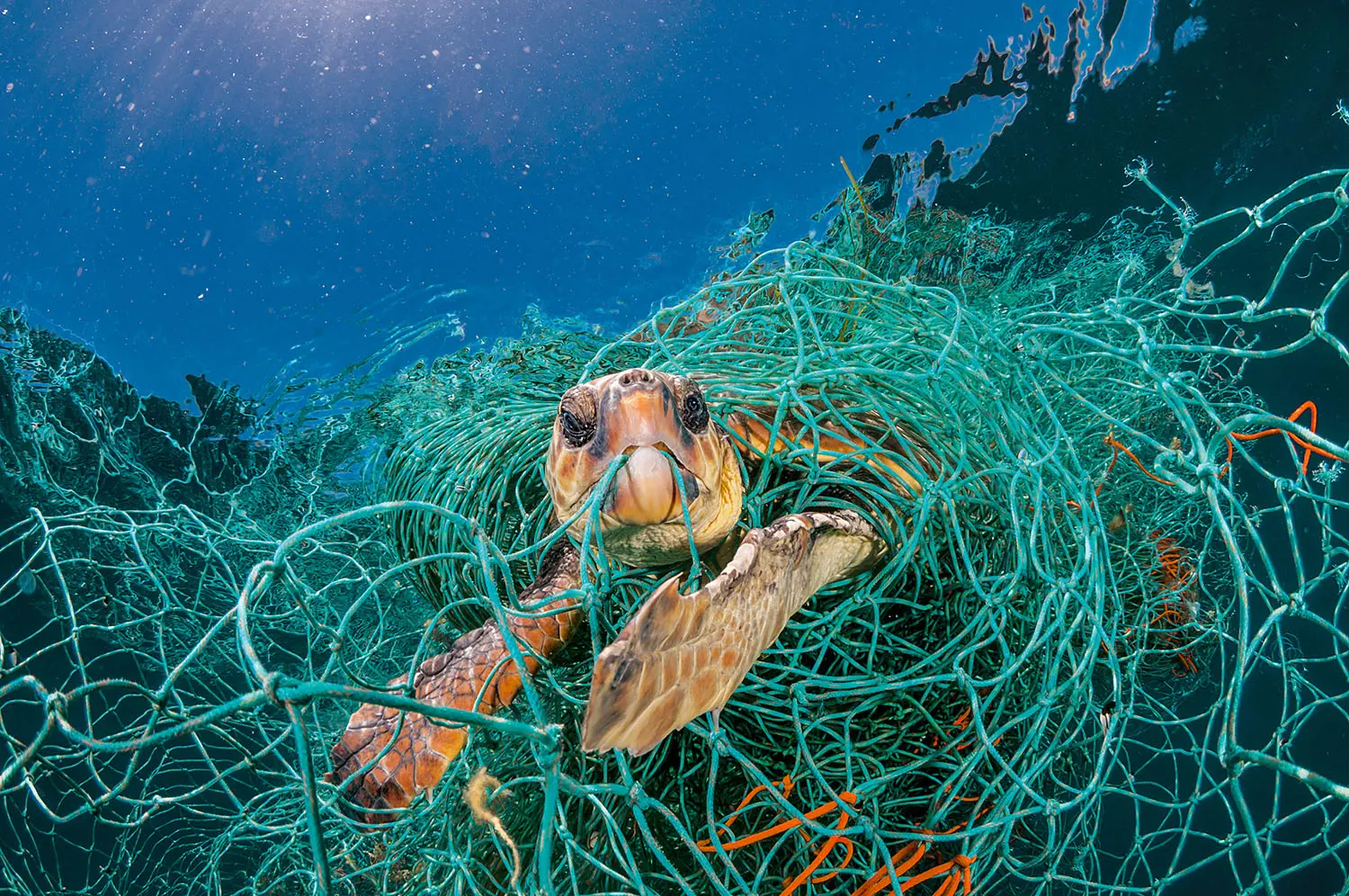 animales marinos mueren por plastico - Qué causa la muerte de animales marinos