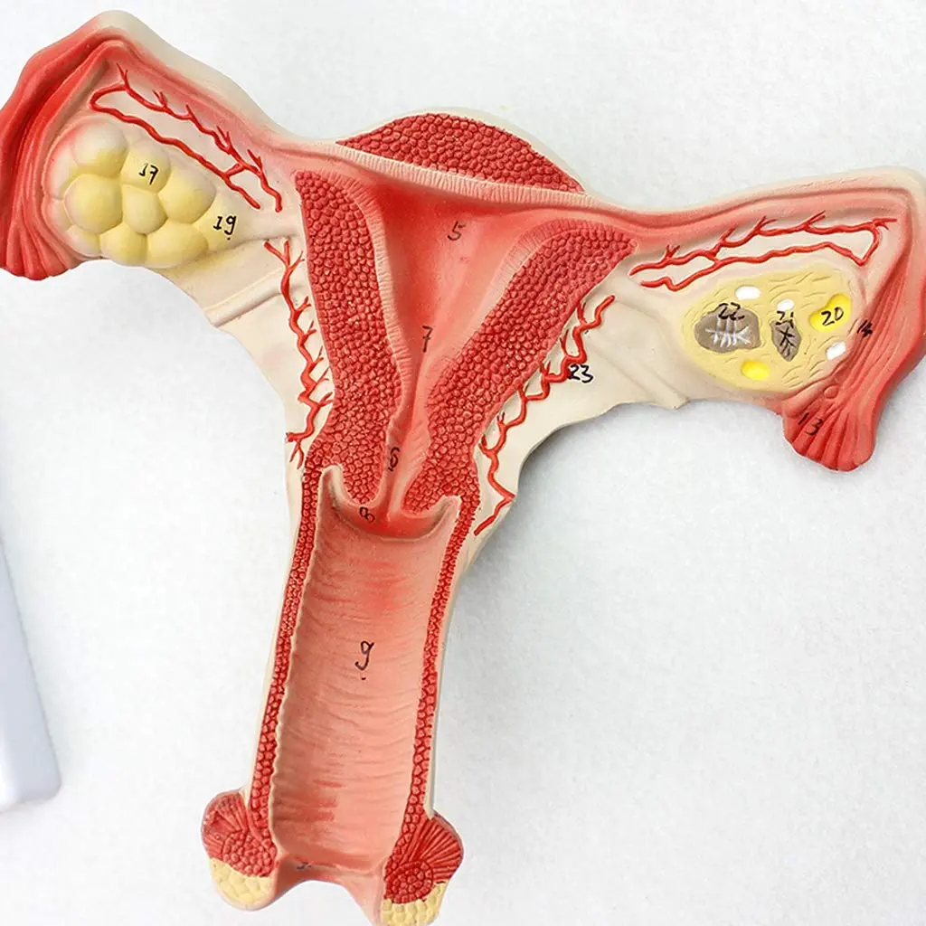 aparato reproductor femenino plastico - Qué contiene el aparato reproductor femenino