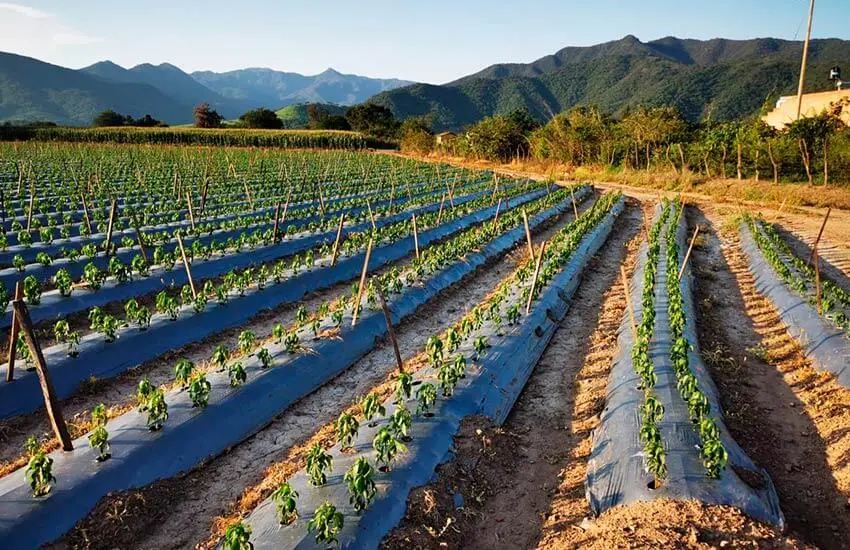 Plástico Acolchado Agrícola: Una Solución Innovadora para la Agricultura - Qué es el acolchado plástico plastico acolchado agricola - Qué es el acolchado plástico