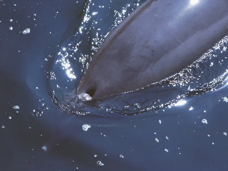 ballena llena de plastico - Qué es el chorro que sale por el lomo de la ballena