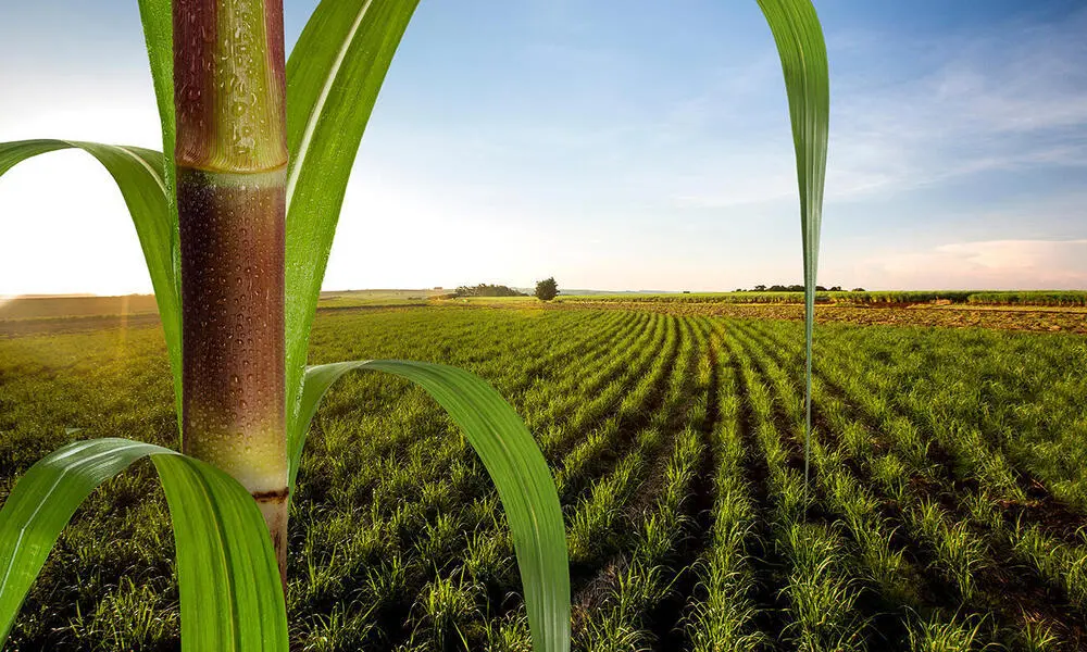 el plastico es natural - Qué es el plástico natural o artificial