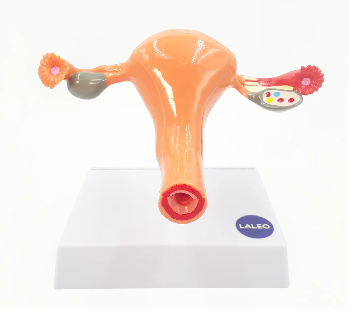 aparato reproductor femenino plastico - Que fabrica el aparato reproductor femenino