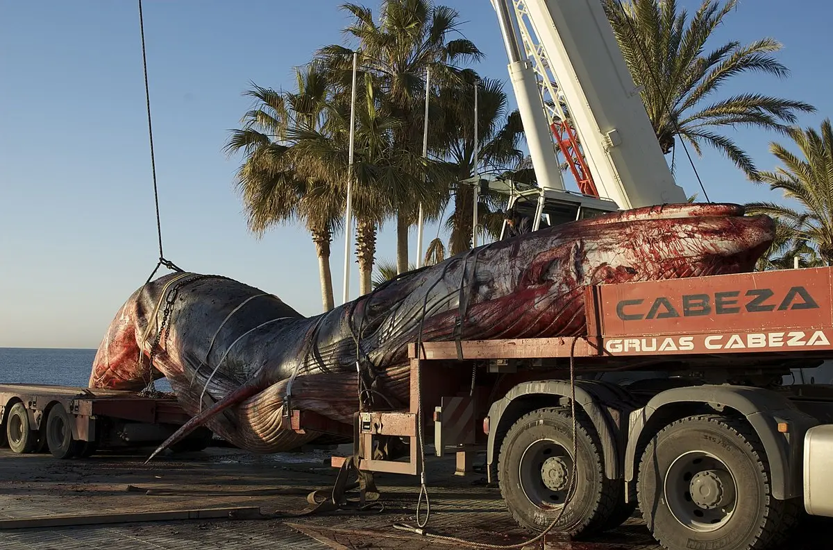 Ballena muerta por comer plástico - Qué hacen con las ballenas muertas ballena muerta por comer plastico - Qué hacen con las ballenas muertas