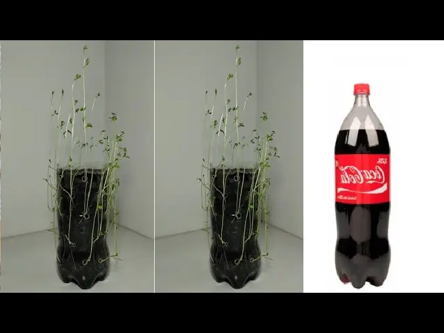 Germinación en botella de plástico - Qué hacer para que germinen las semillas antes germinacion en botella de plastico - Qué hacer para que germinen las semillas antes