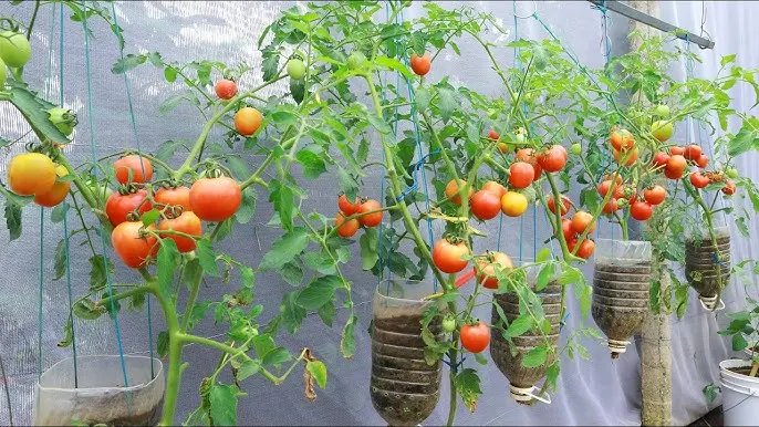 Cultivar tomates cherry en botellas de plástico - Qué maceta necesita el tomate cherry cultivar tomates cherry en botellas de plastico - Qué maceta necesita el tomate cherry