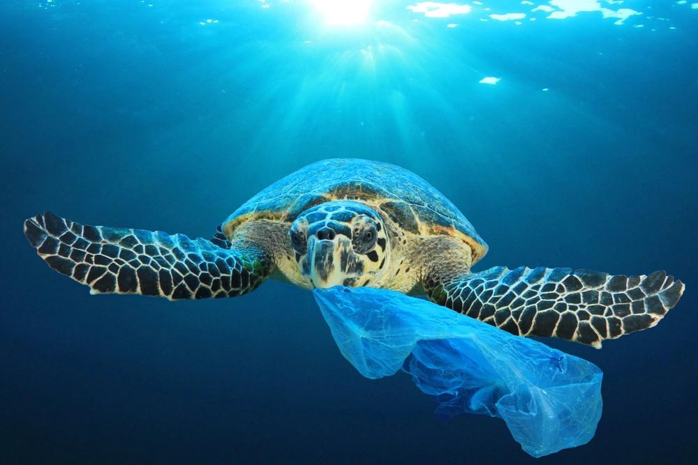 animales enredados en plastico - Qué pasa con el plástico que se rompe en pedazos diminutos