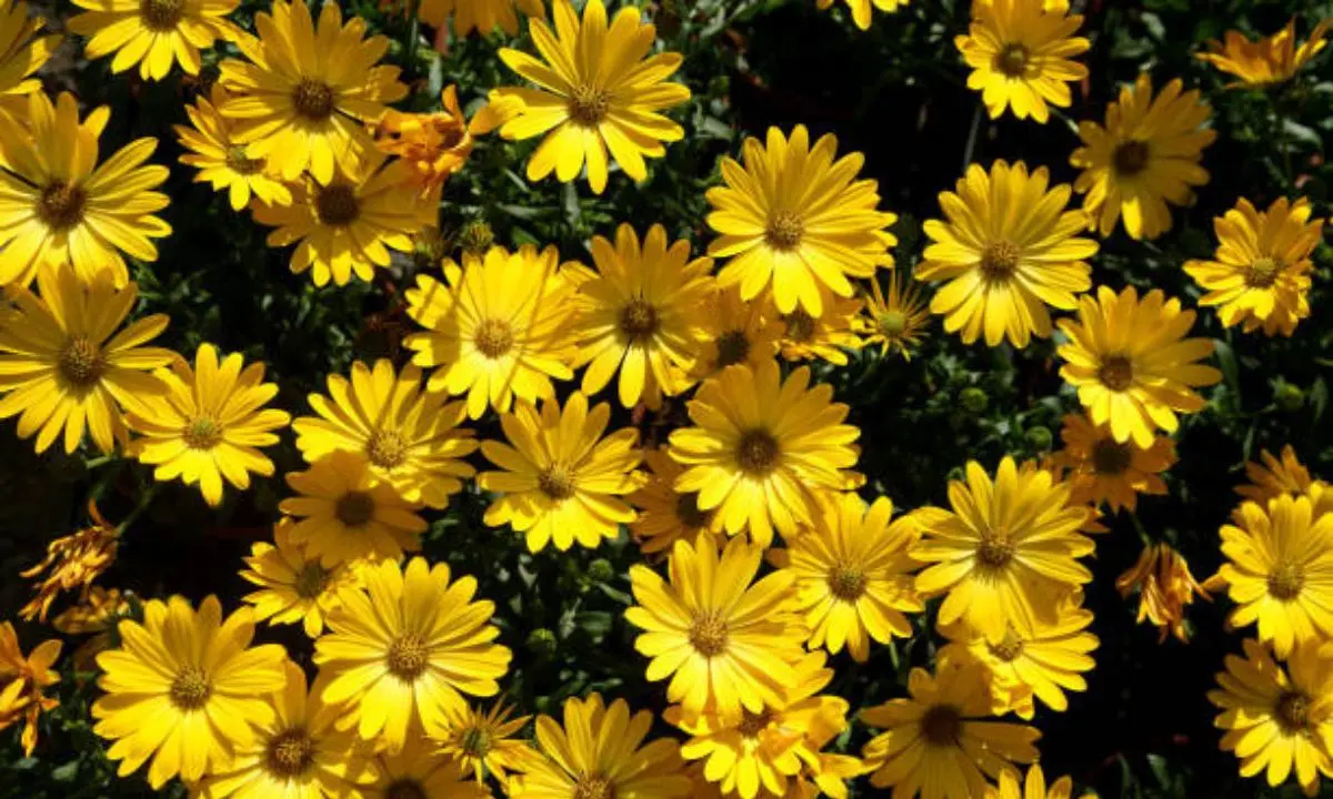 flolcitas amarillas pintadas con acrilico - Qué pasa hoy con las flores amarillas
