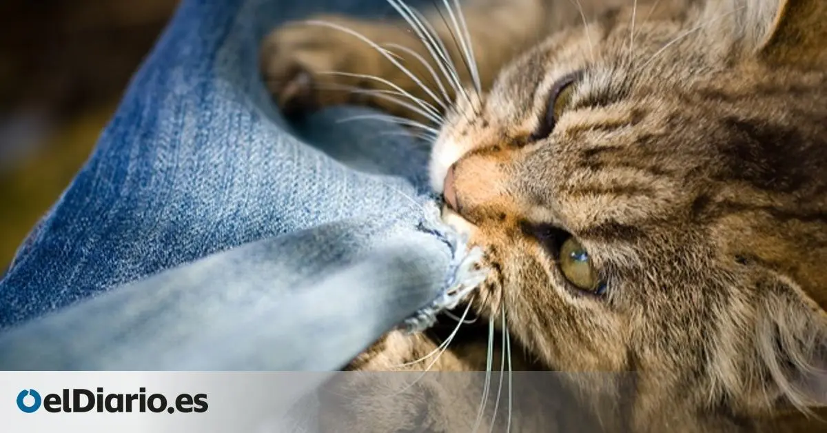 mi gato lame bolsas plastico - Qué pasa si mi gato come bolsa de plástico